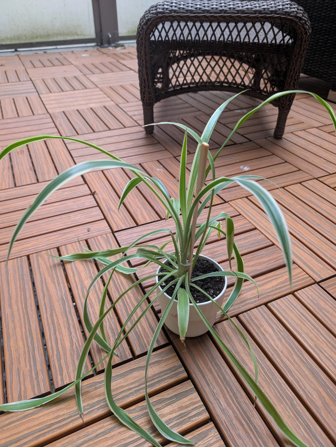 Assorted Plants - Avocado, Spider Plant, and Maple Seedlings - photo 2