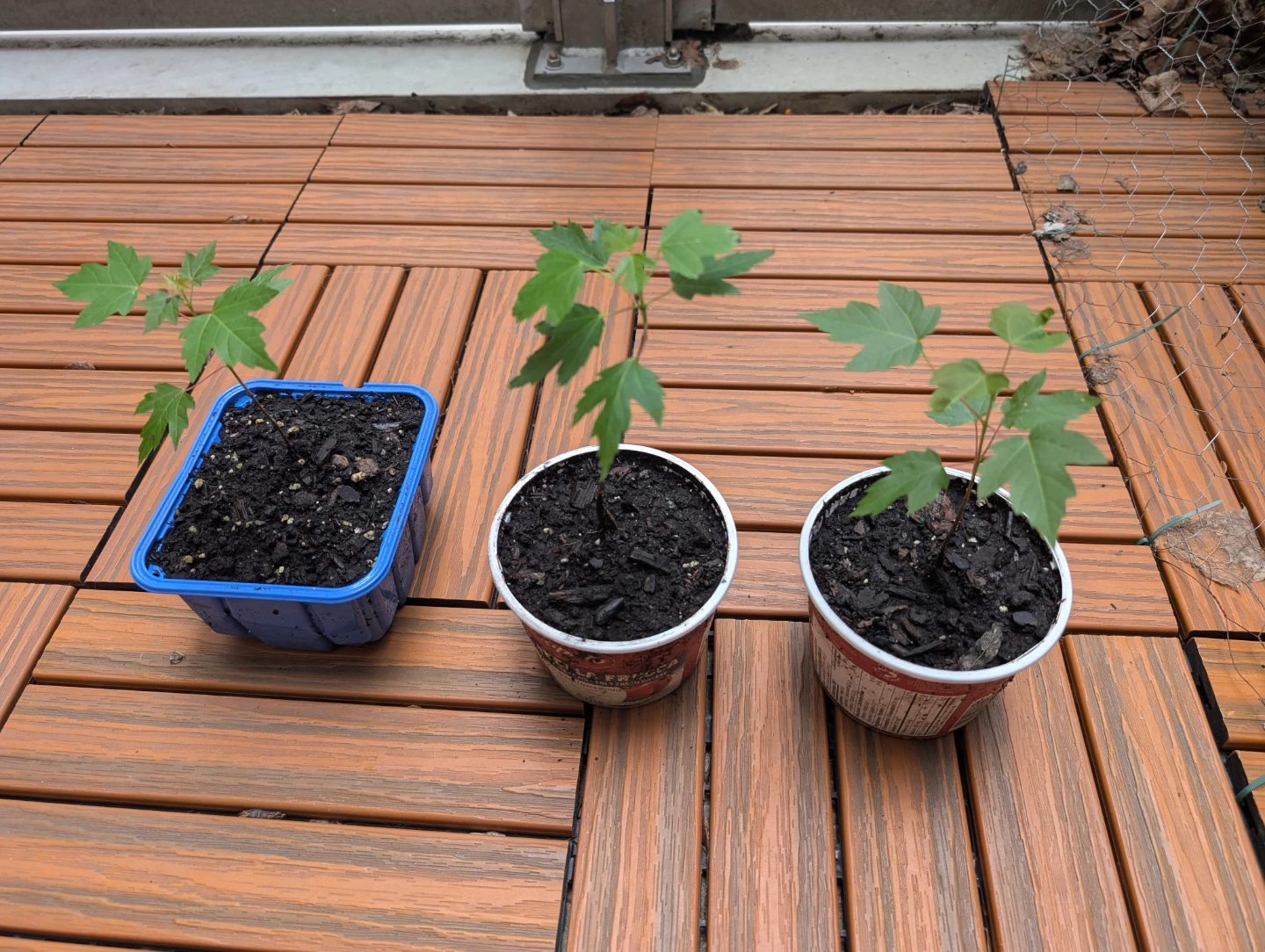 Assorted Plants - Avocado, Spider Plant, and Maple Seedlings - photo 3