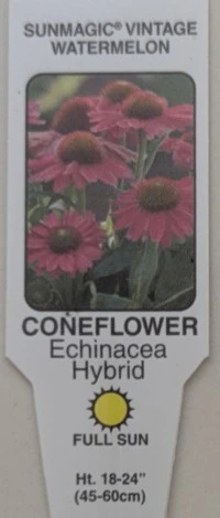 Sunmagic Vintage Watermelon Coneflower