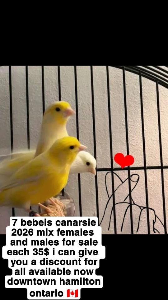 Babes Canary females and males