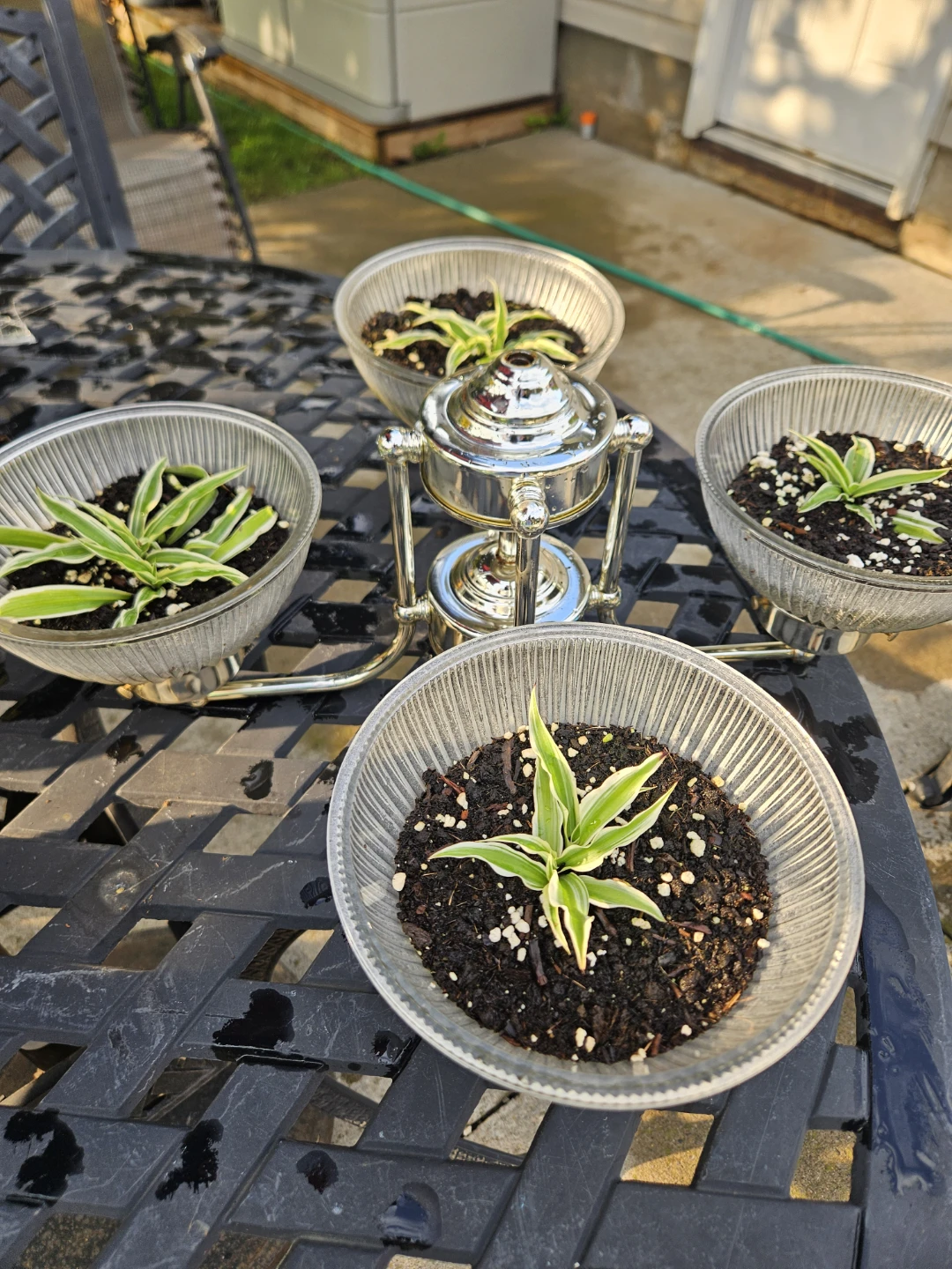 Glass bird feeder with 4 spider plant in repurposed planter