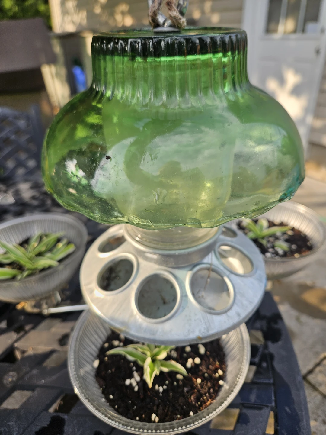 Glass bird feeder with 4 spider plant in repurposed planter - photo 2