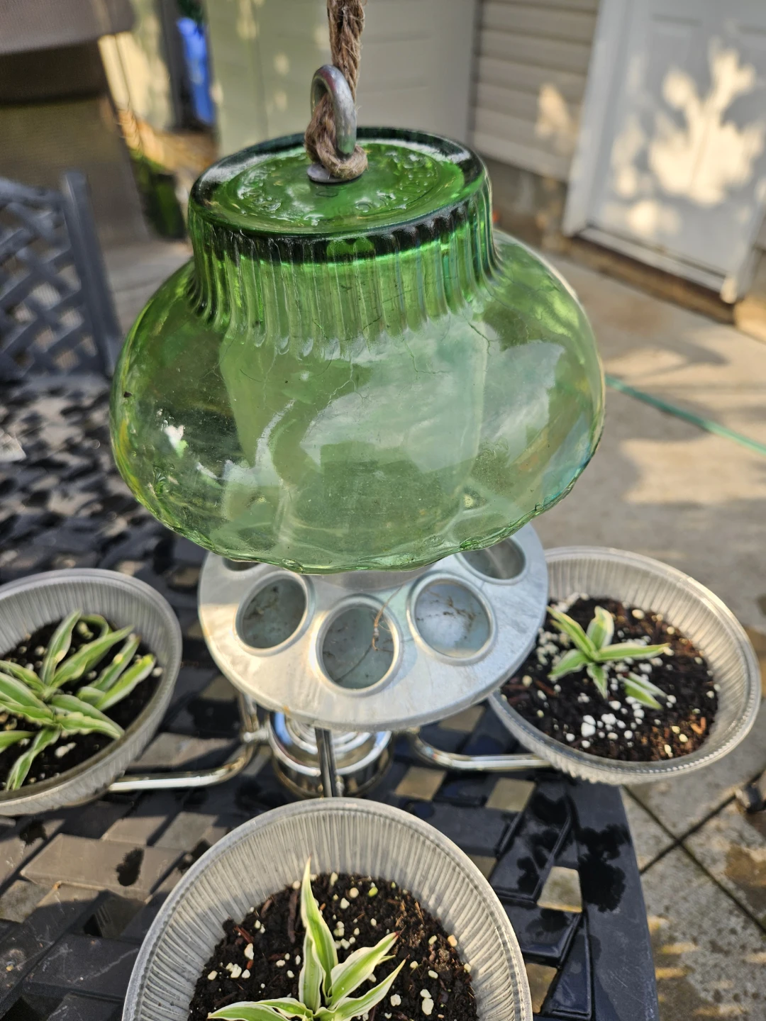 Glass bird feeder with 4 spider plant in repurposed planter - photo 3