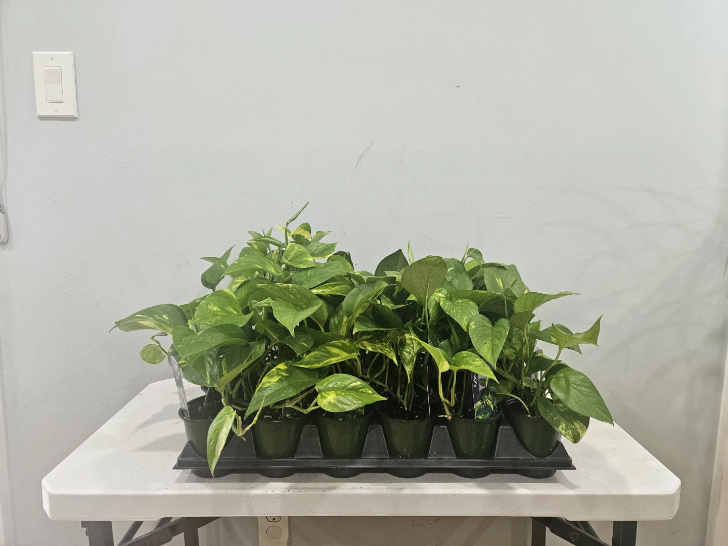 Golden Pothos (Money Plants) $6 each pot