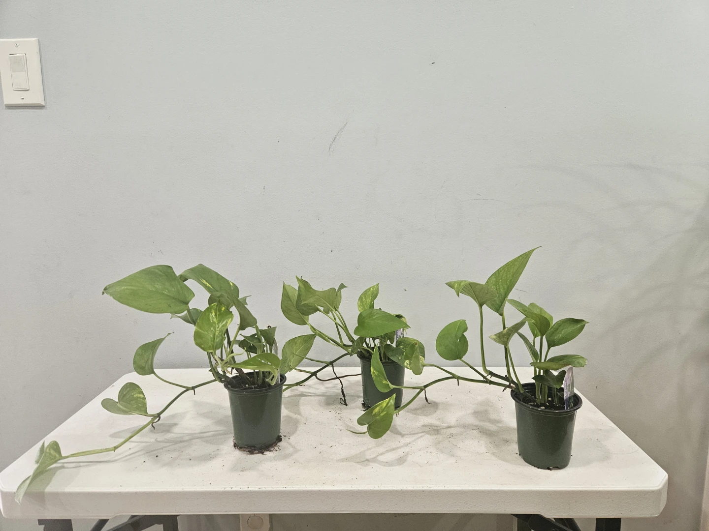 Golden Pothos (Money Plants) $6 each pot - photo 3
