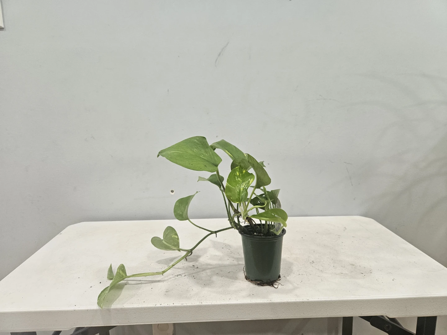 Golden Pothos (Money Plants) $6 each pot - photo 5