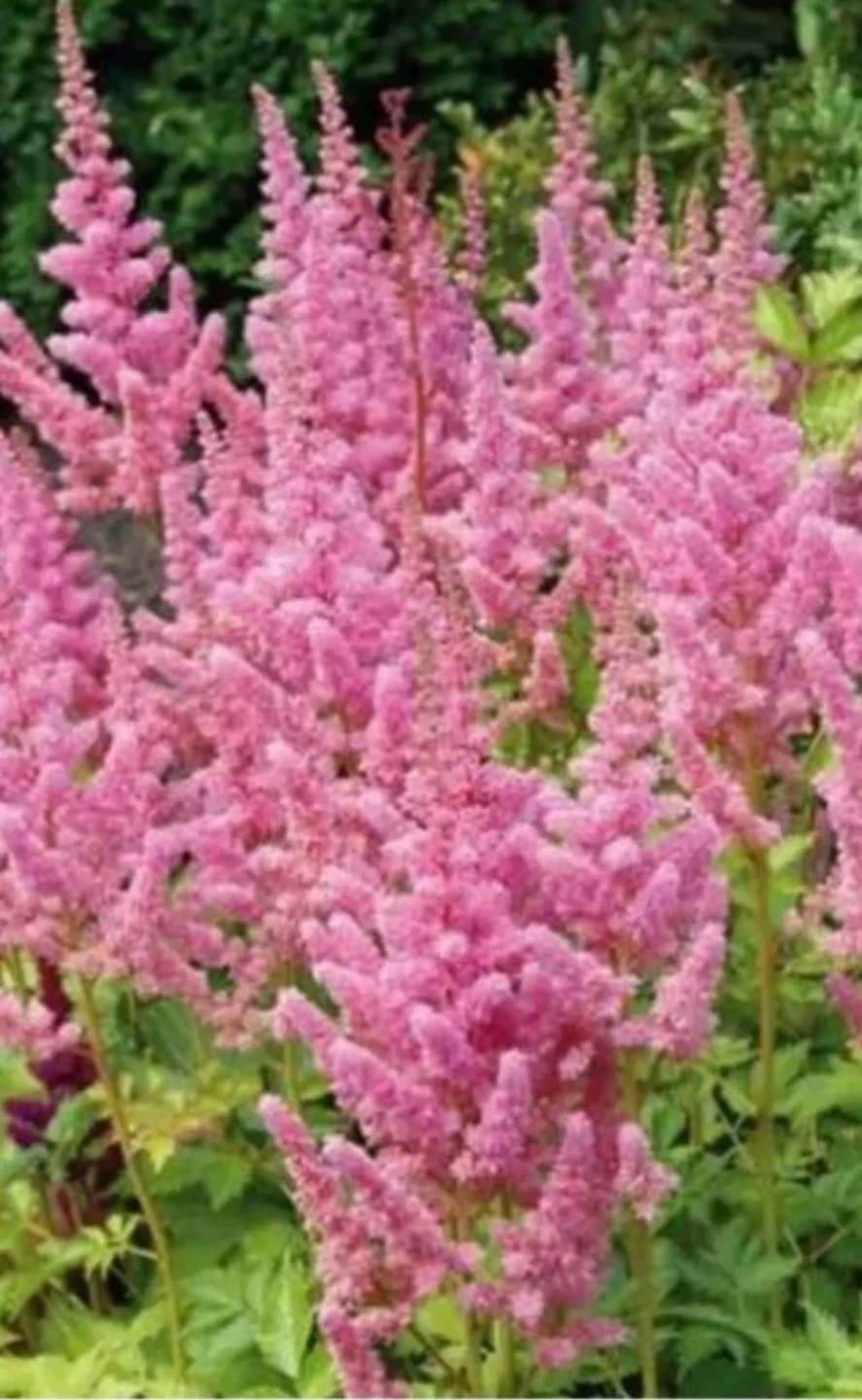 Astilbe - photo 4