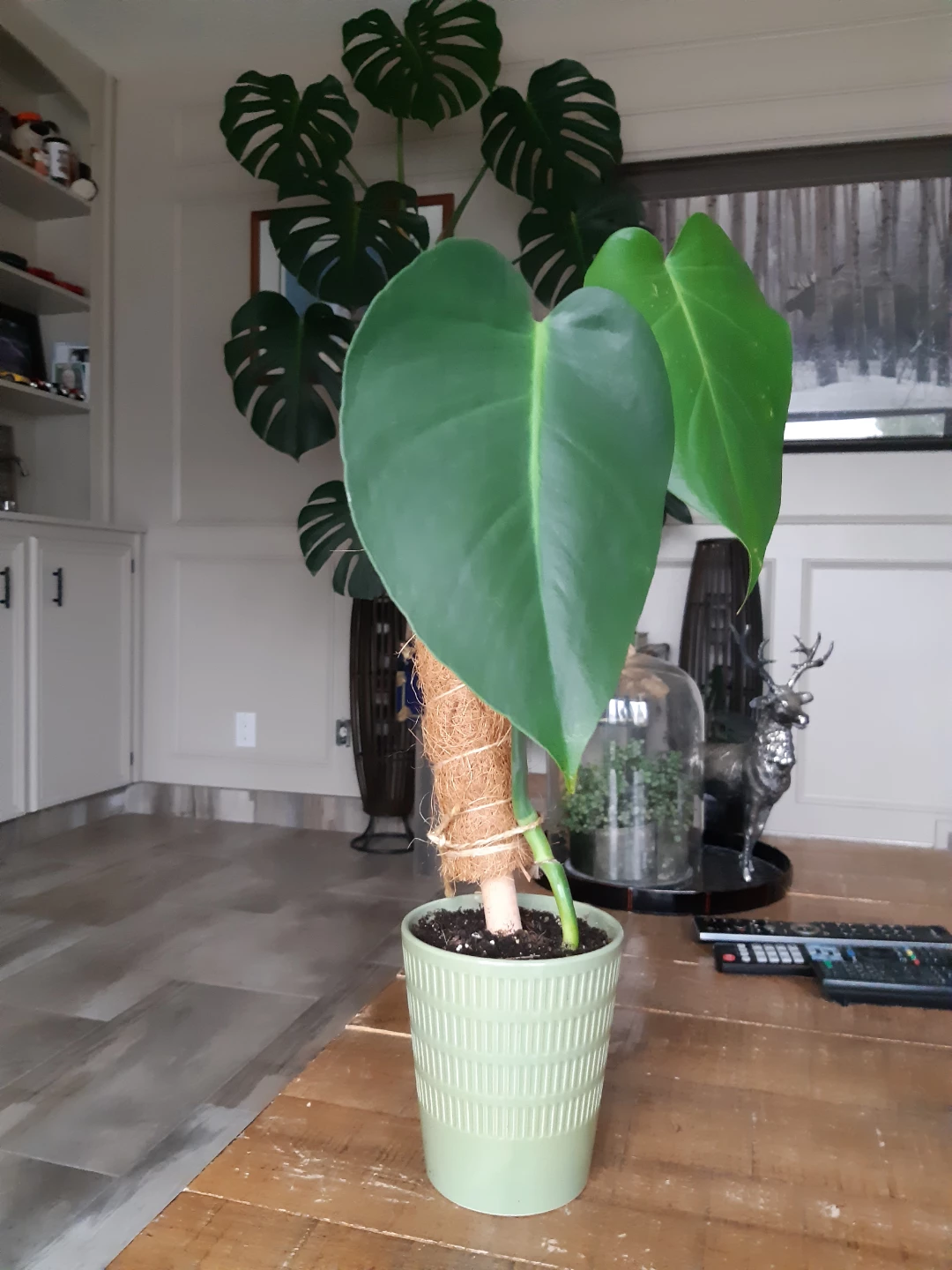 Monstera Deliciosa Plant