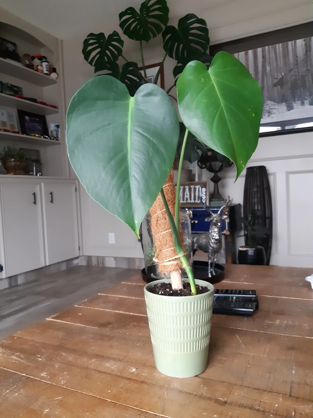 Monstera Deliciosa Plant - photo 3