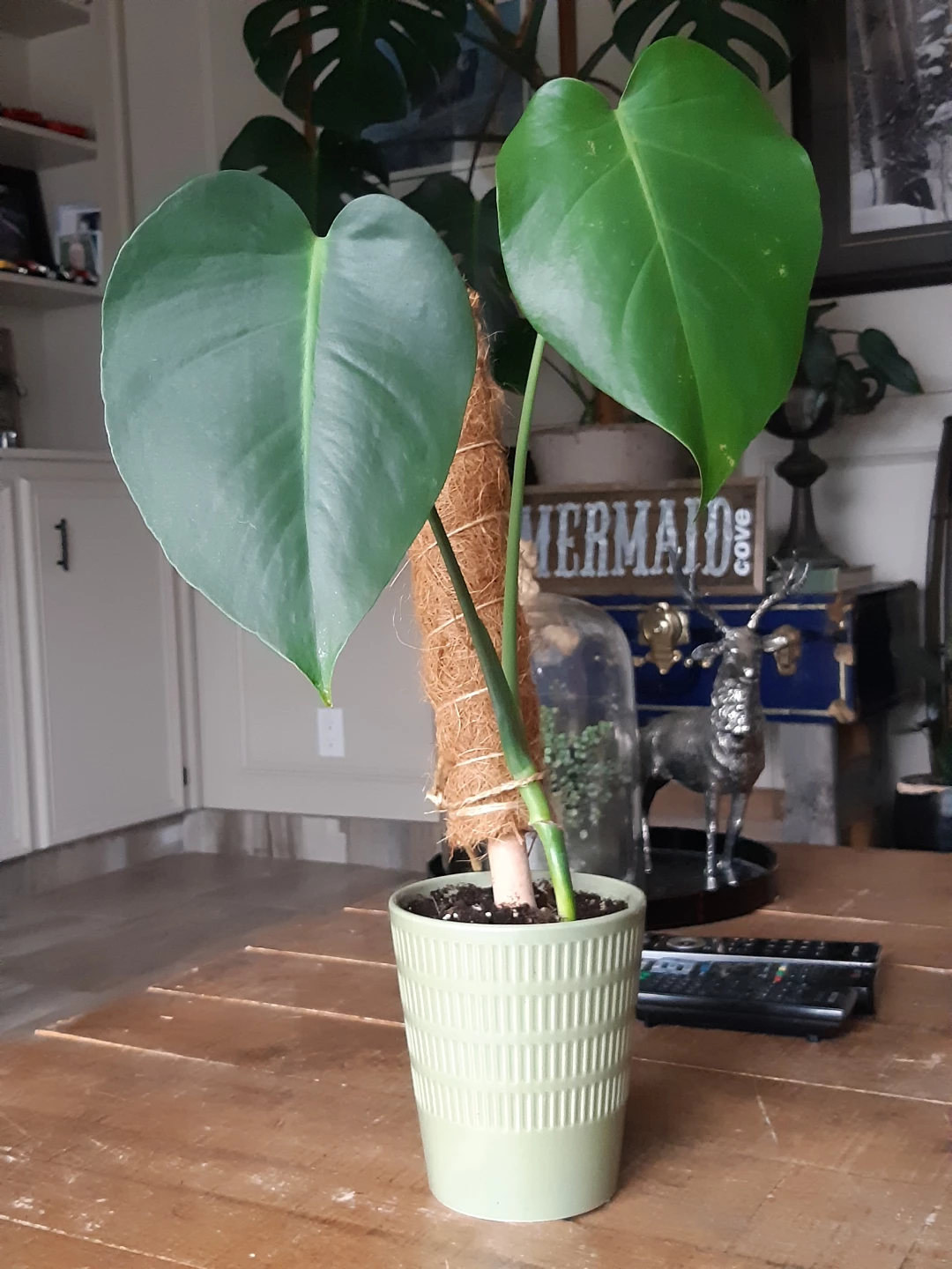 Monstera Deliciosa Plant - photo 4