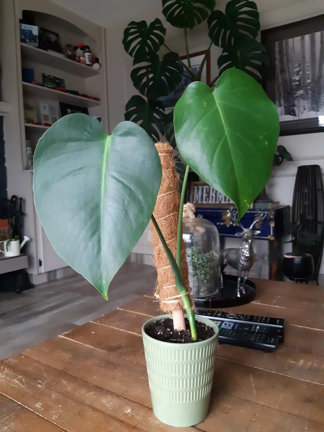 Monstera Deliciosa Plant - photo 5