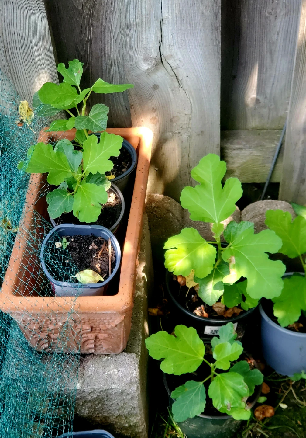 Assorted young plants including fig and moringa - photo 3