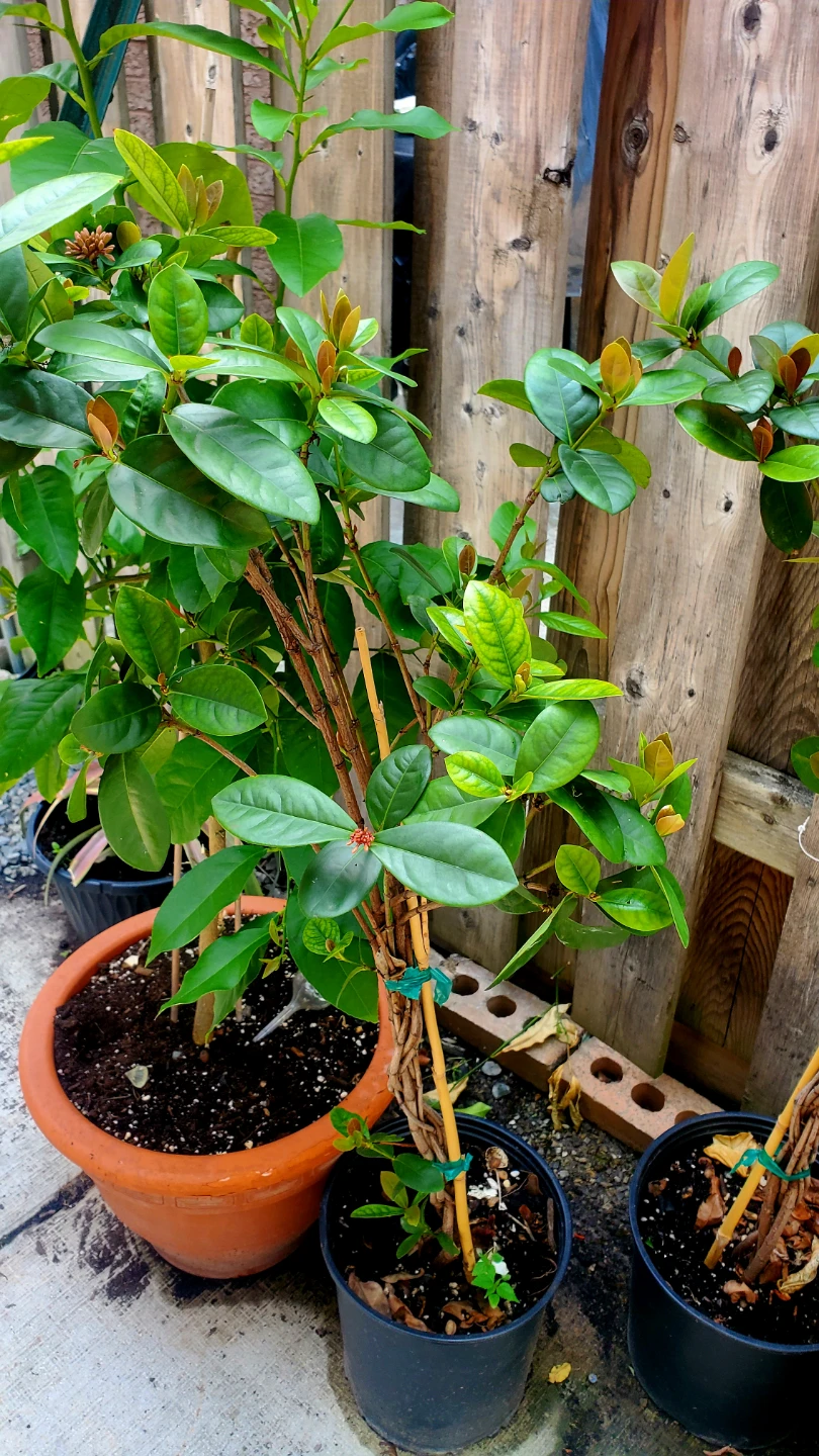 Assorted young plants including fig and moringa - photo 4