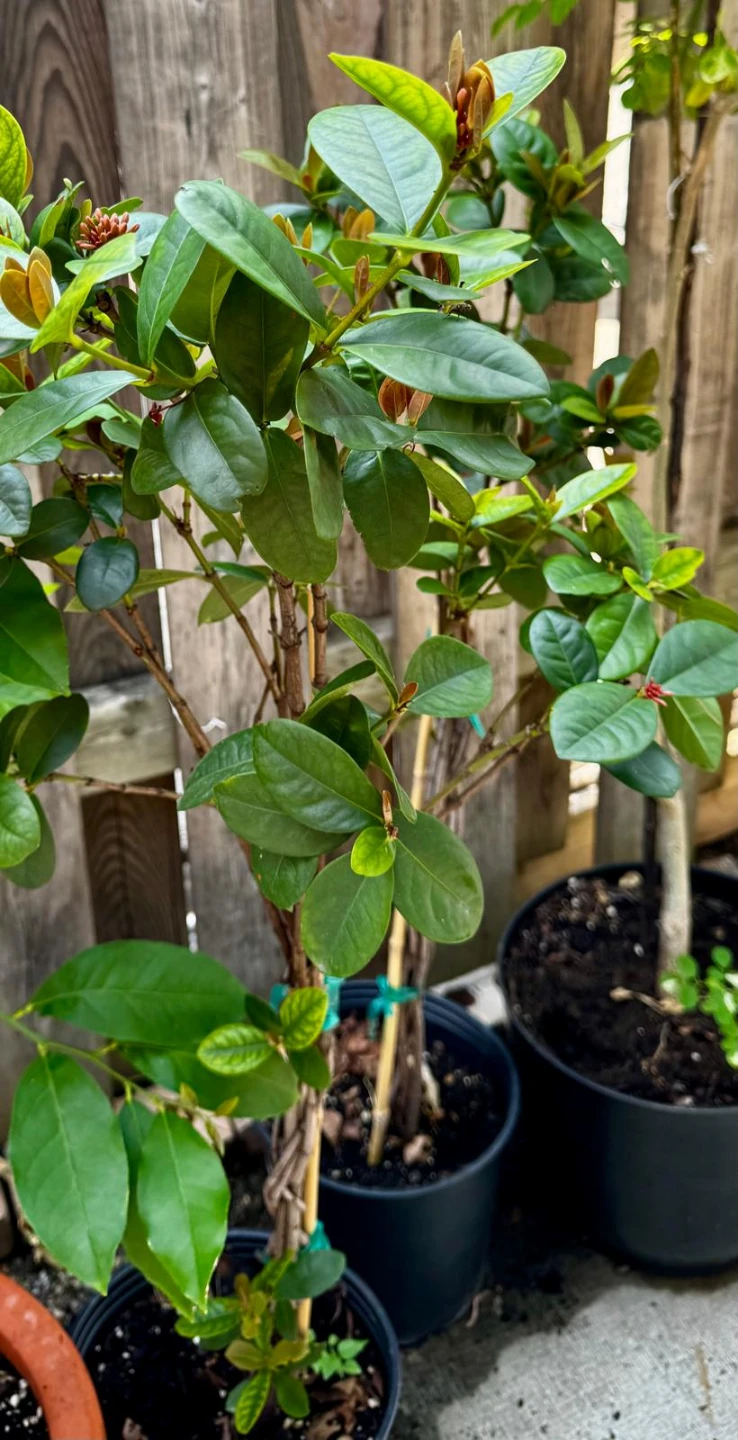 Assorted young plants including fig and moringa - photo 5