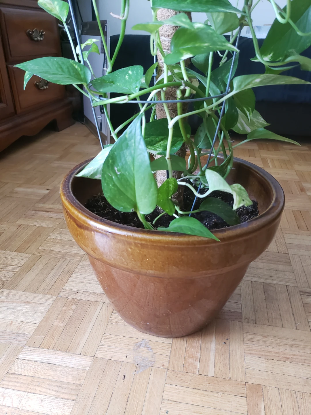 Pothos Plant in Brown Pot - photo 2