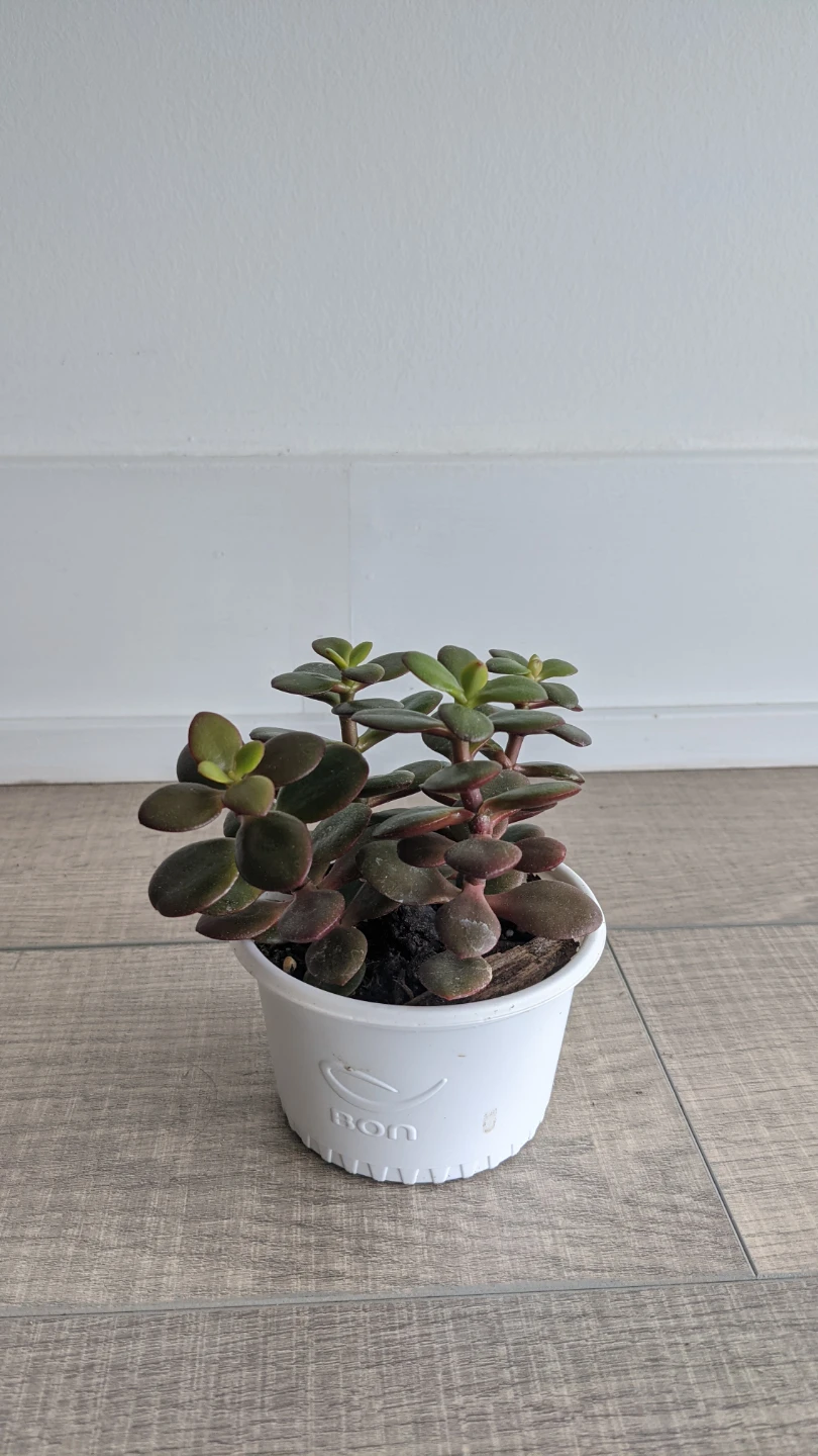 Succulent: Crassula Ovata Jade/Small leaf Jade