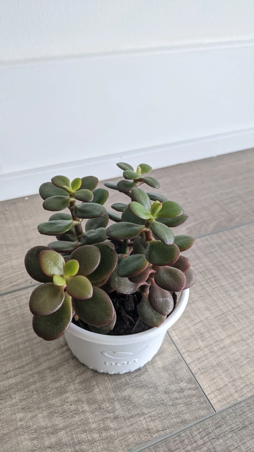 Succulent: Crassula Ovata Jade/Small leaf Jade - photo 2