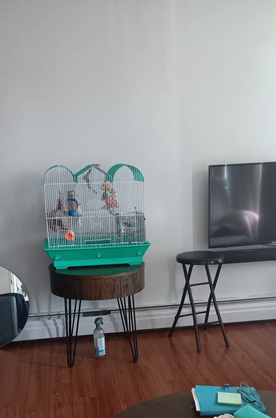 2 Zebra Finch with Cage  Lots of Food, Treata - photo 3