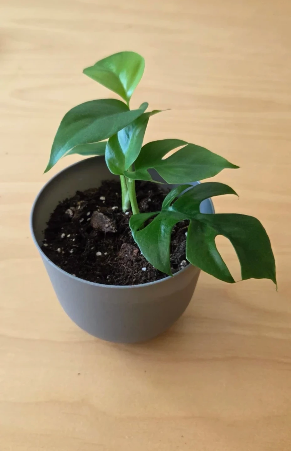 Mini Monstera Plant 🌱 - photo 2