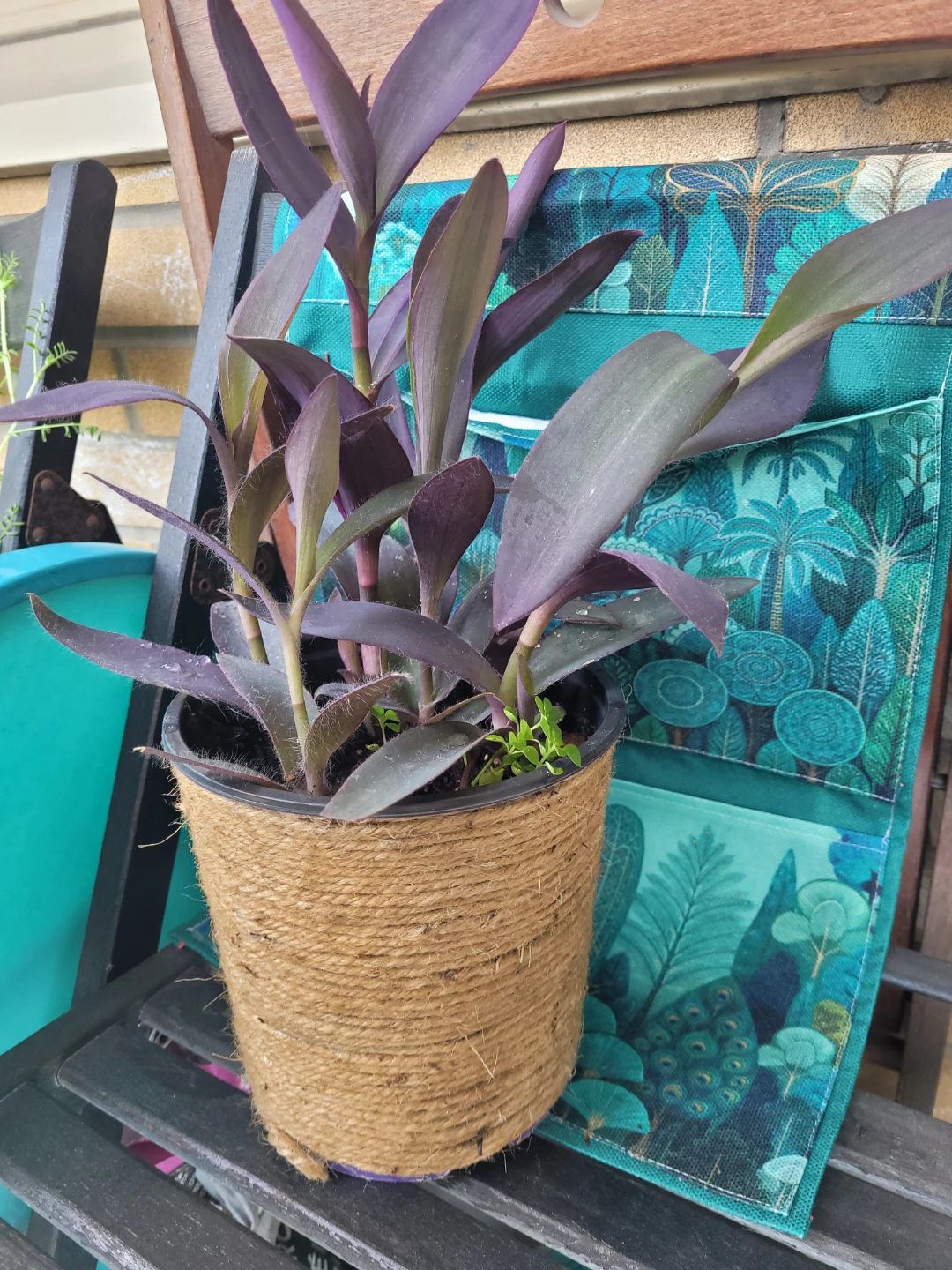 Purple Heart Plant