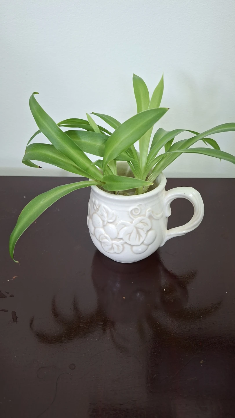 Spider Plants in White Ceramic Mug