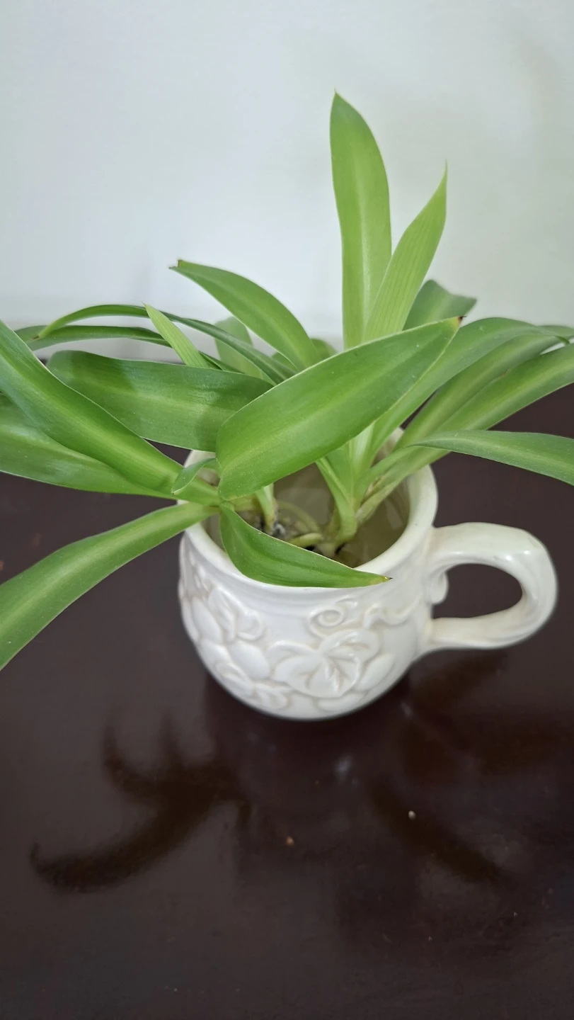 Spider Plants in White Ceramic Mug - photo 2
