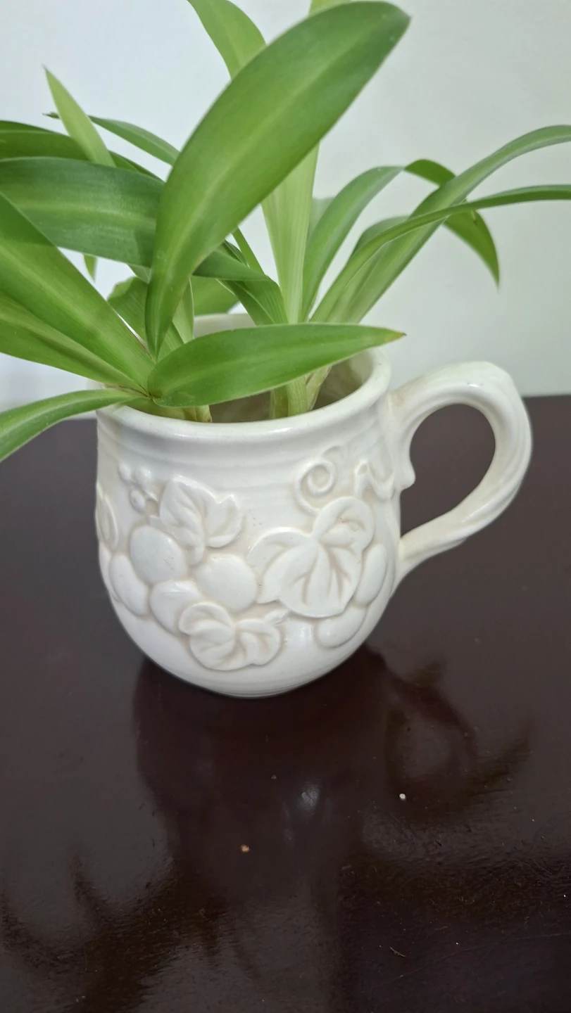 Spider Plants in White Ceramic Mug - photo 3