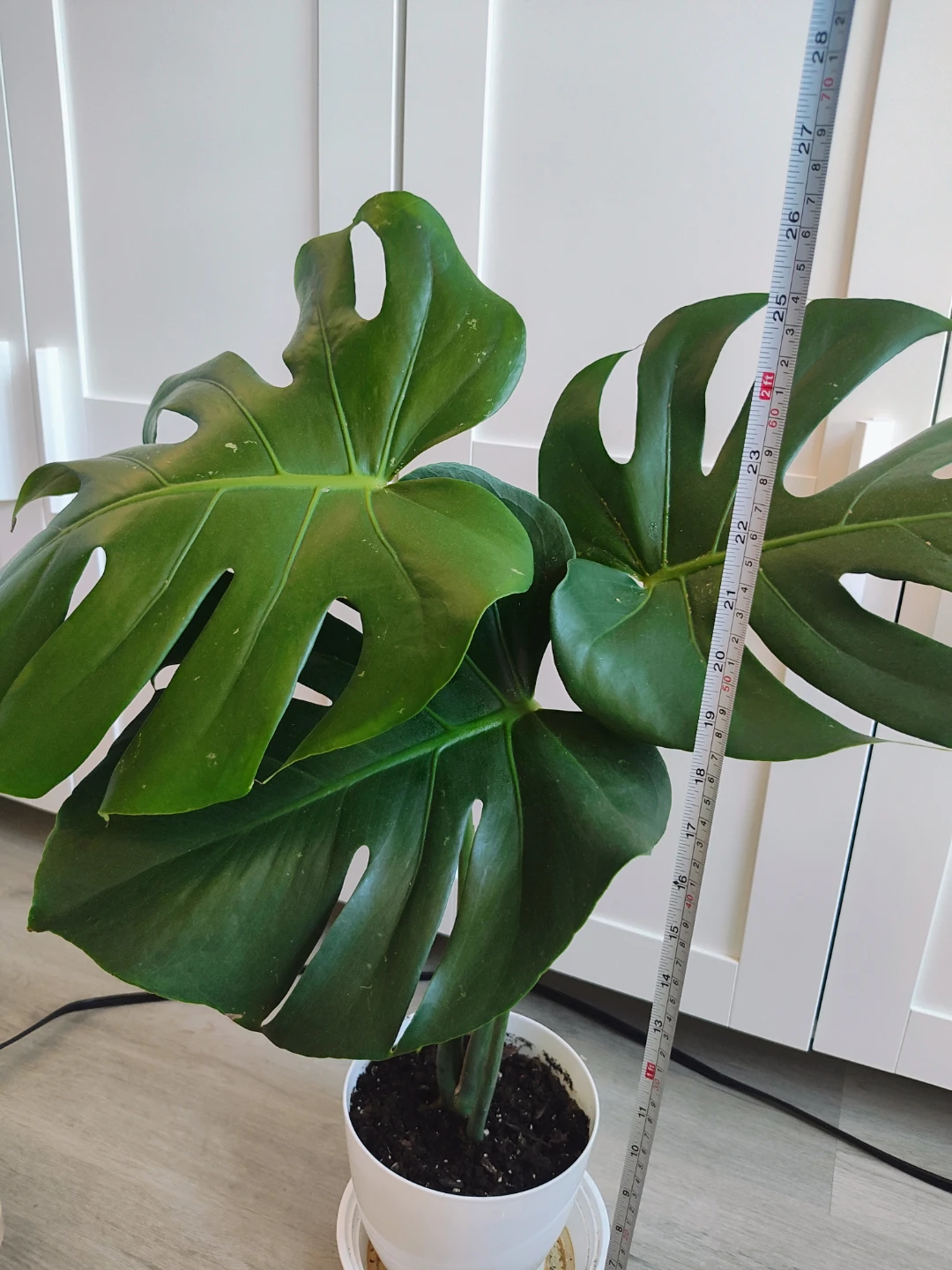 Monstera Plant - photo 3