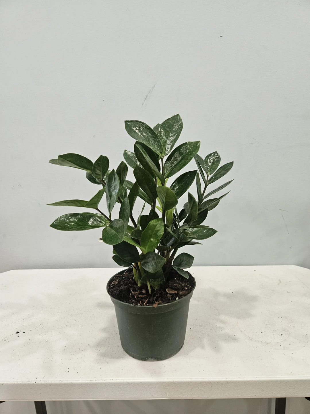 ZZ plants (comes in 6 inches Nursury pot, $22 each pot) - photo 3