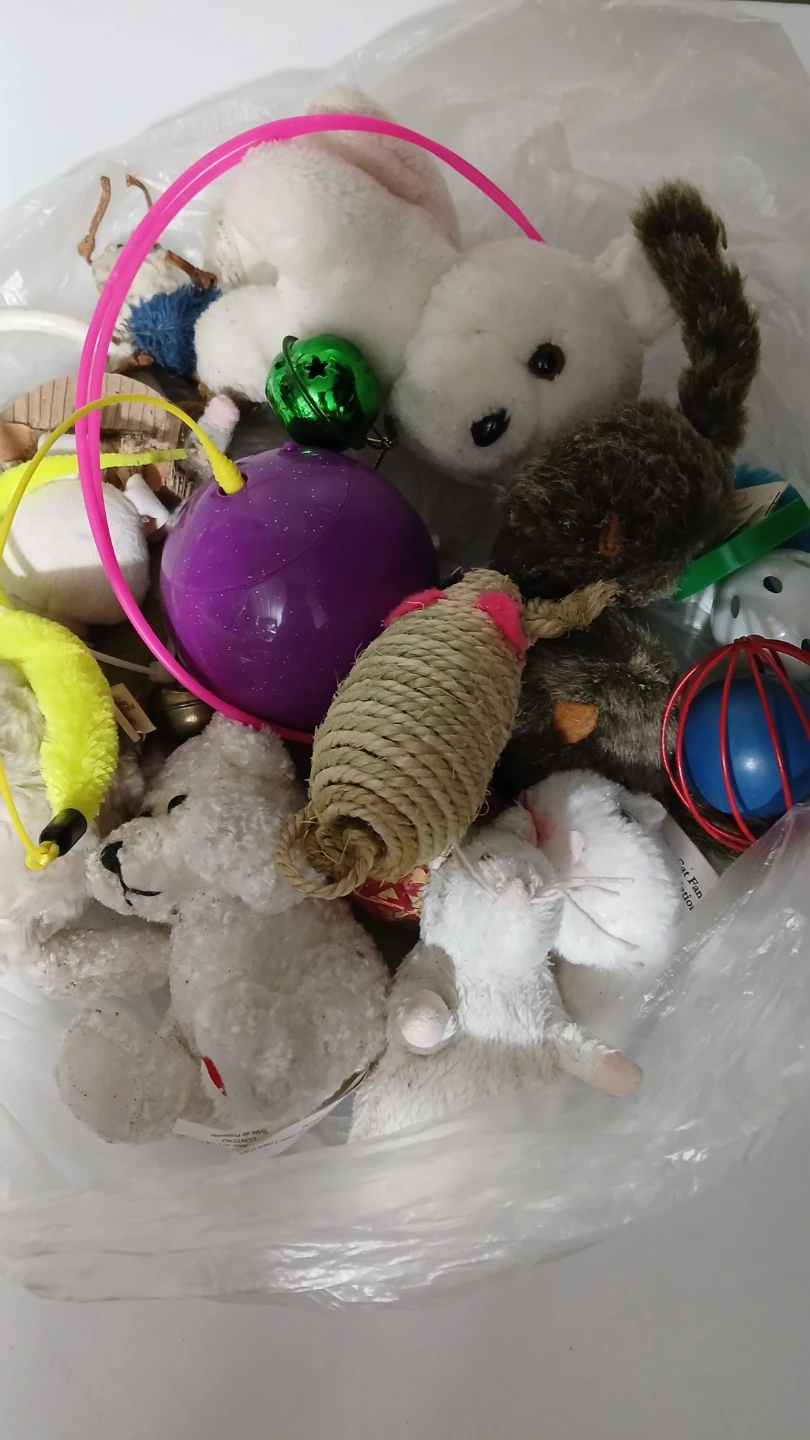 Collection of cat toys for $5.00