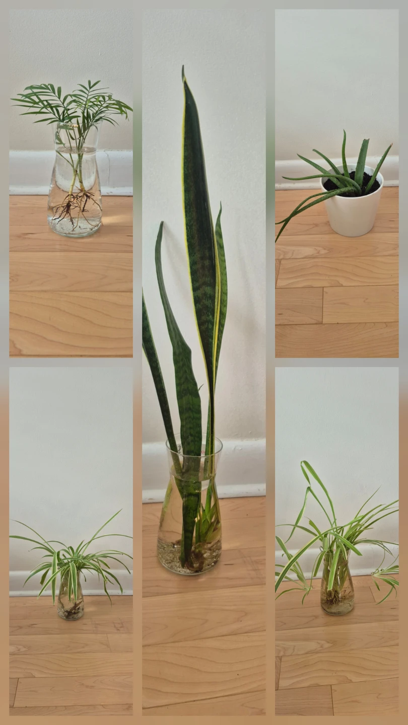Houseplants for sale - photo 3