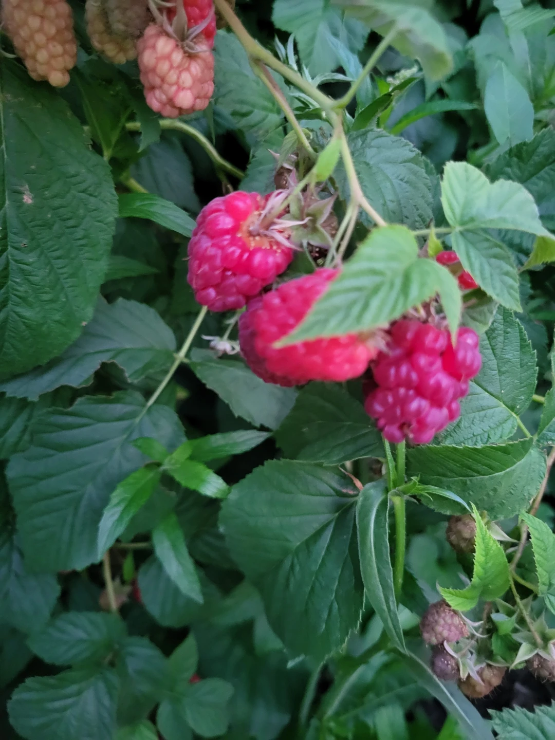 Raspberry plant for sale