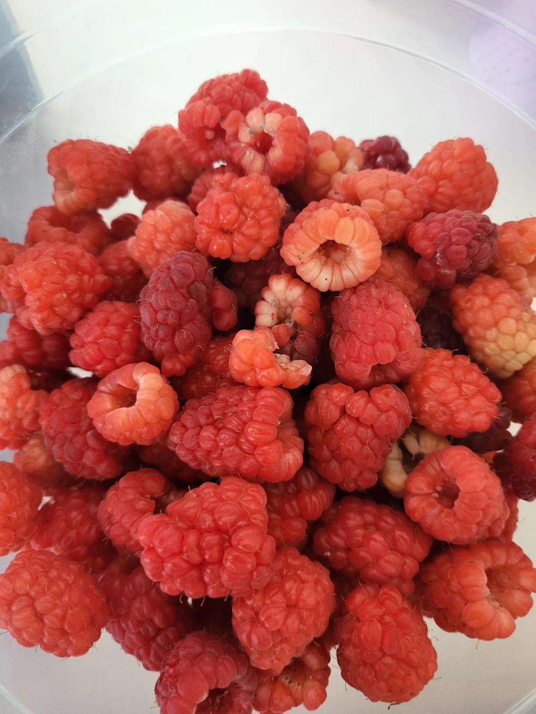 Raspberry plant for sale - photo 2