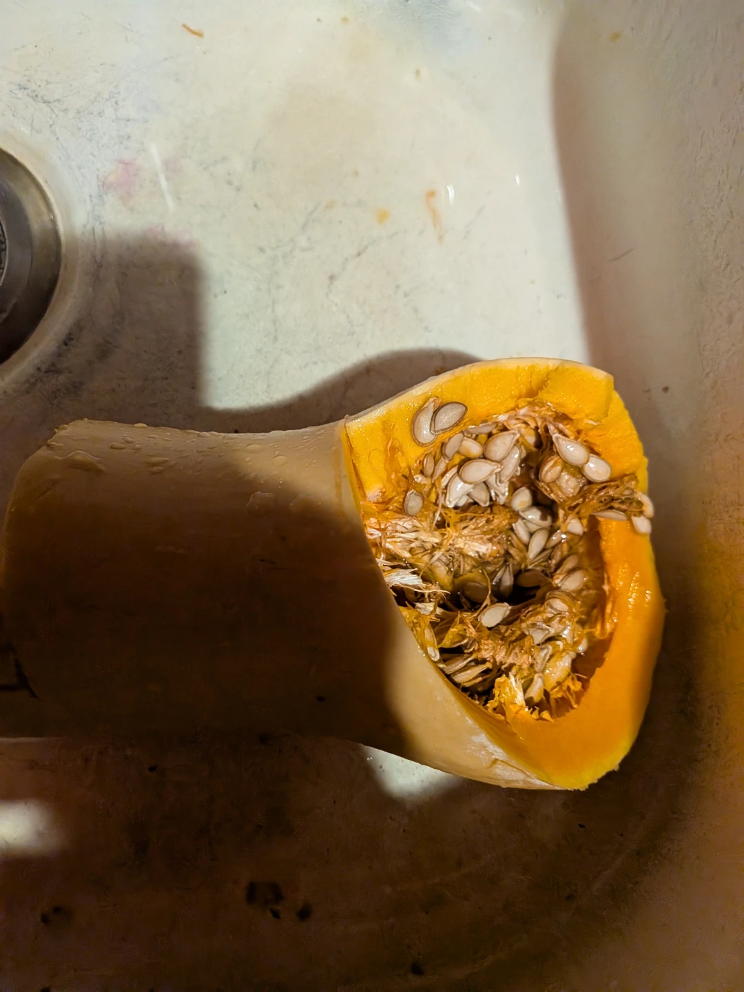 Big Chuy Butternut Squash Seeds - photo 2