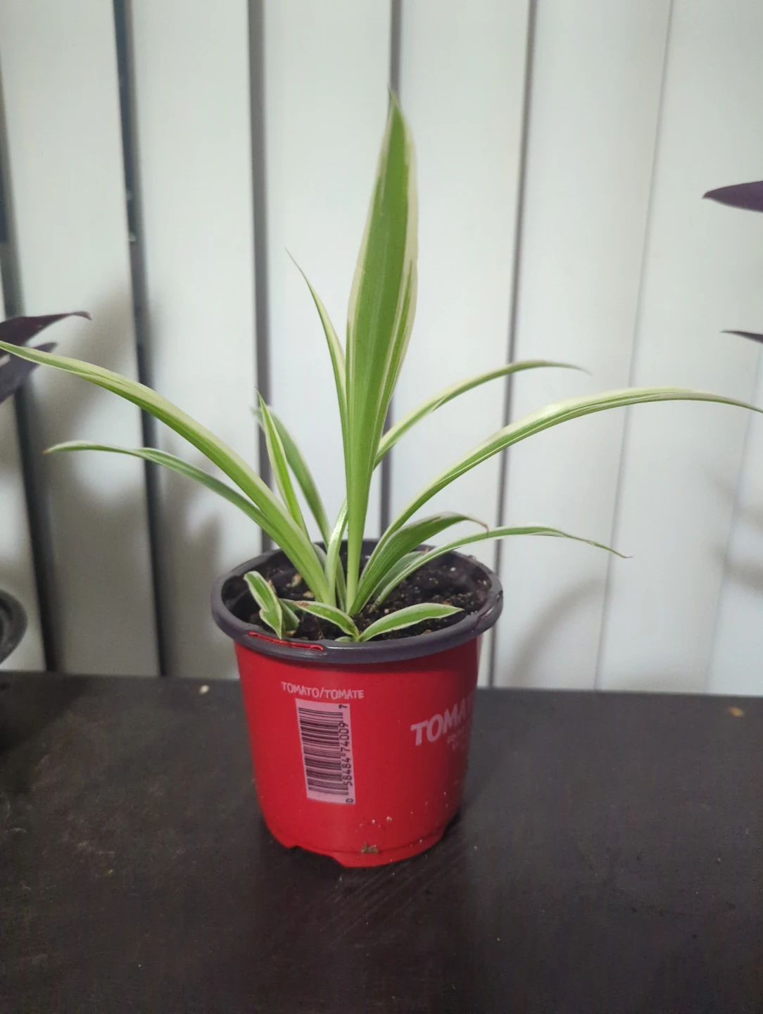 Spider Plant in Red Pot