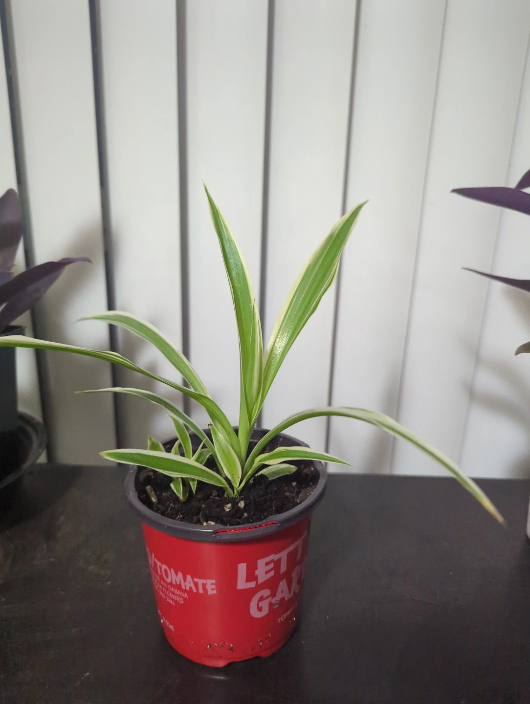 Spider Plant in Red Pot - photo 2
