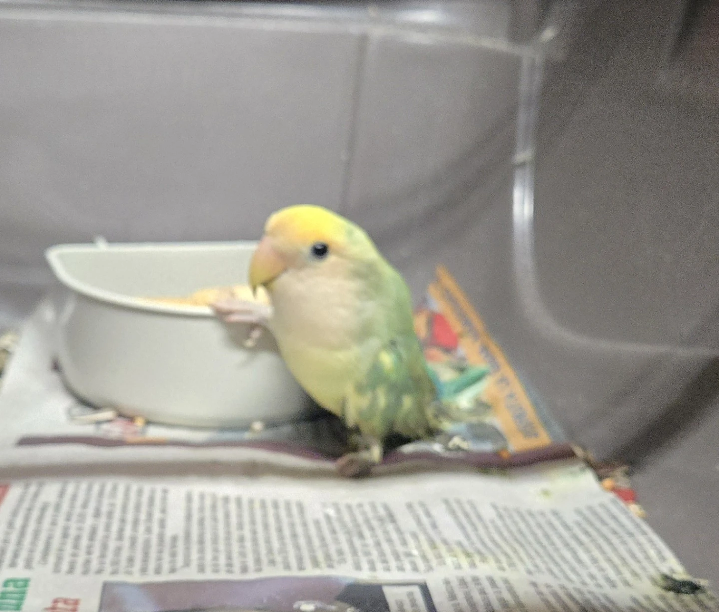 Baby Lovebird with  splinde legs  for sure homing