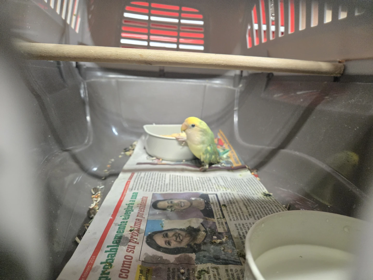 Baby Lovebird with  splinde legs  for sure homing - photo 2