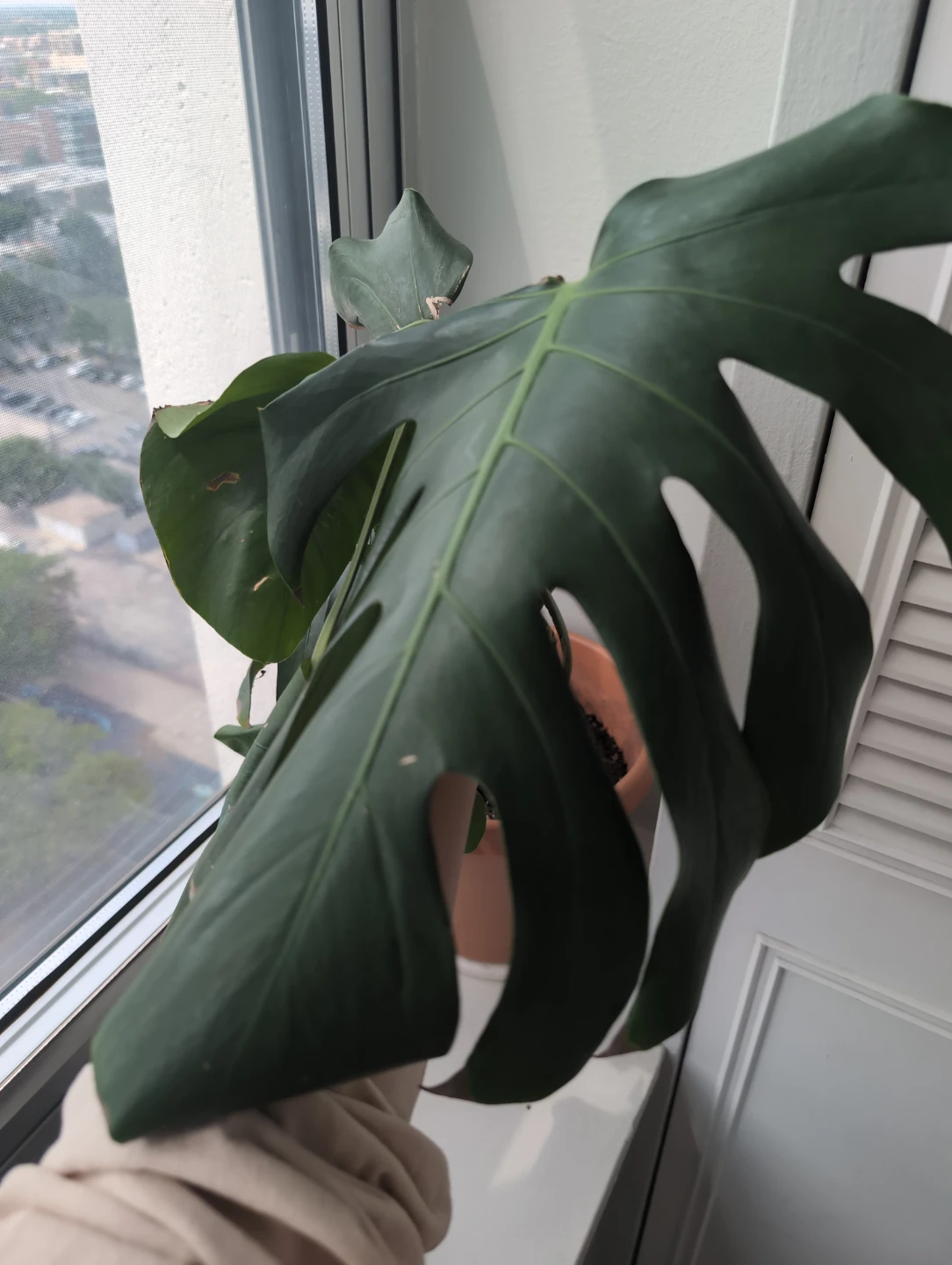 Newly repotted Monstera Deliciosa plant