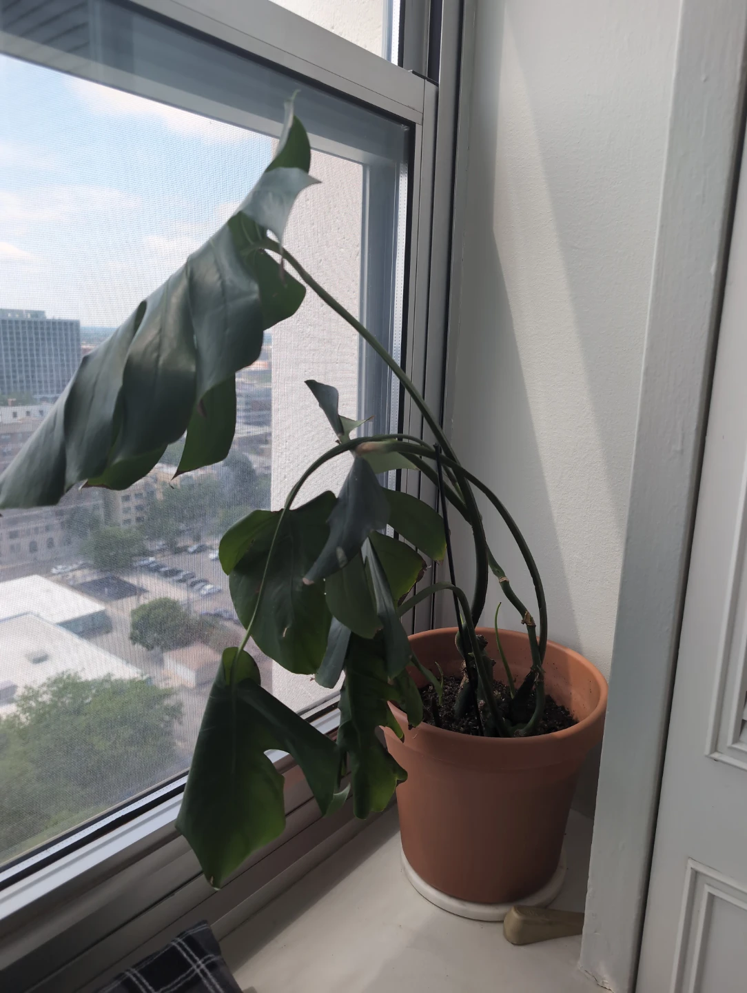 Newly repotted Monstera Deliciosa plant - photo 2
