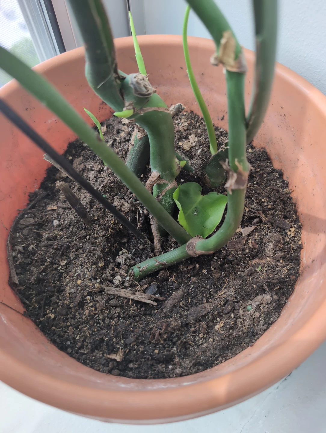 Newly repotted Monstera Deliciosa plant - photo 3