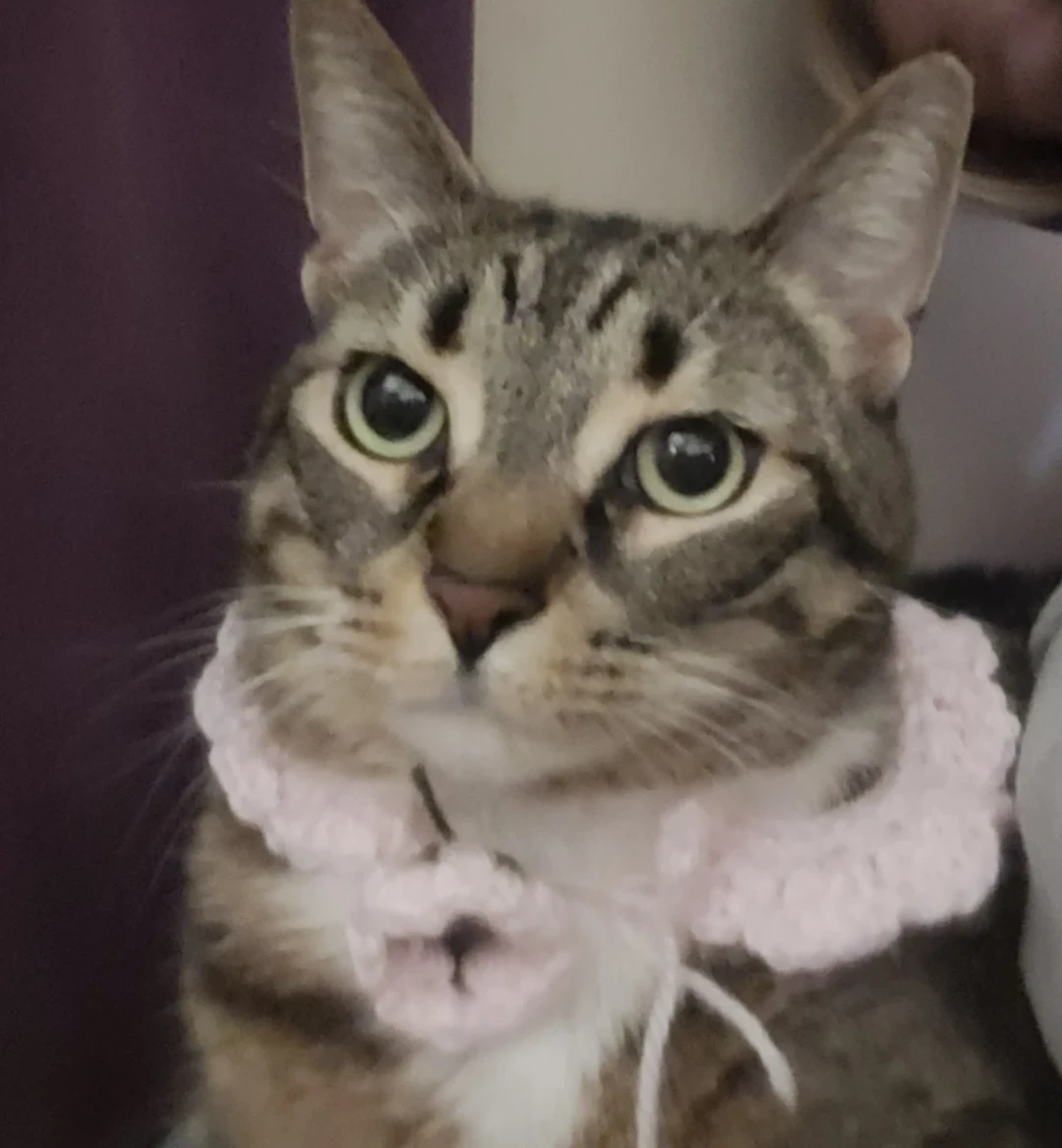 Handmade Pink Crochet Cat Collar