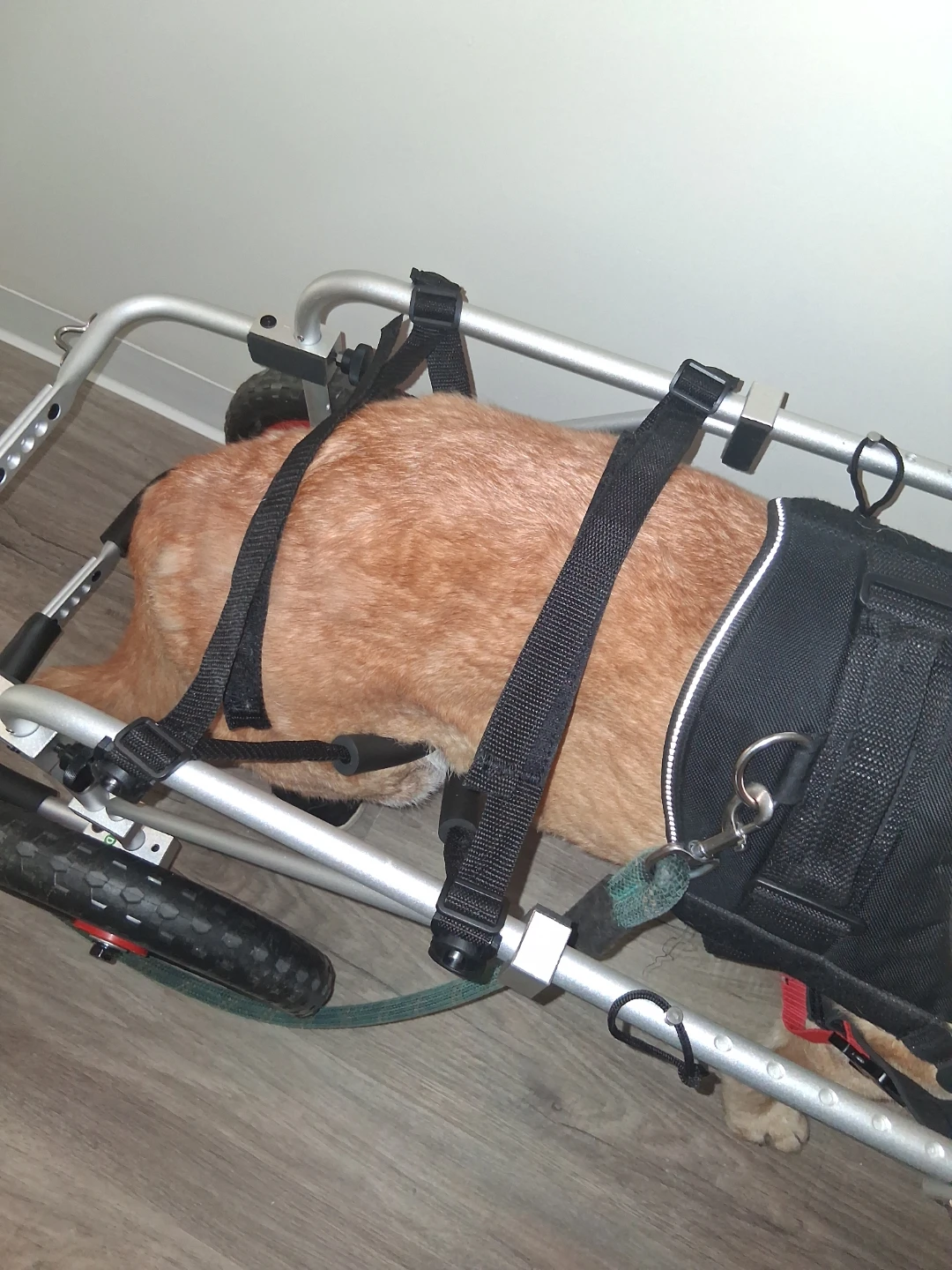 Dog Wheelchair (large)