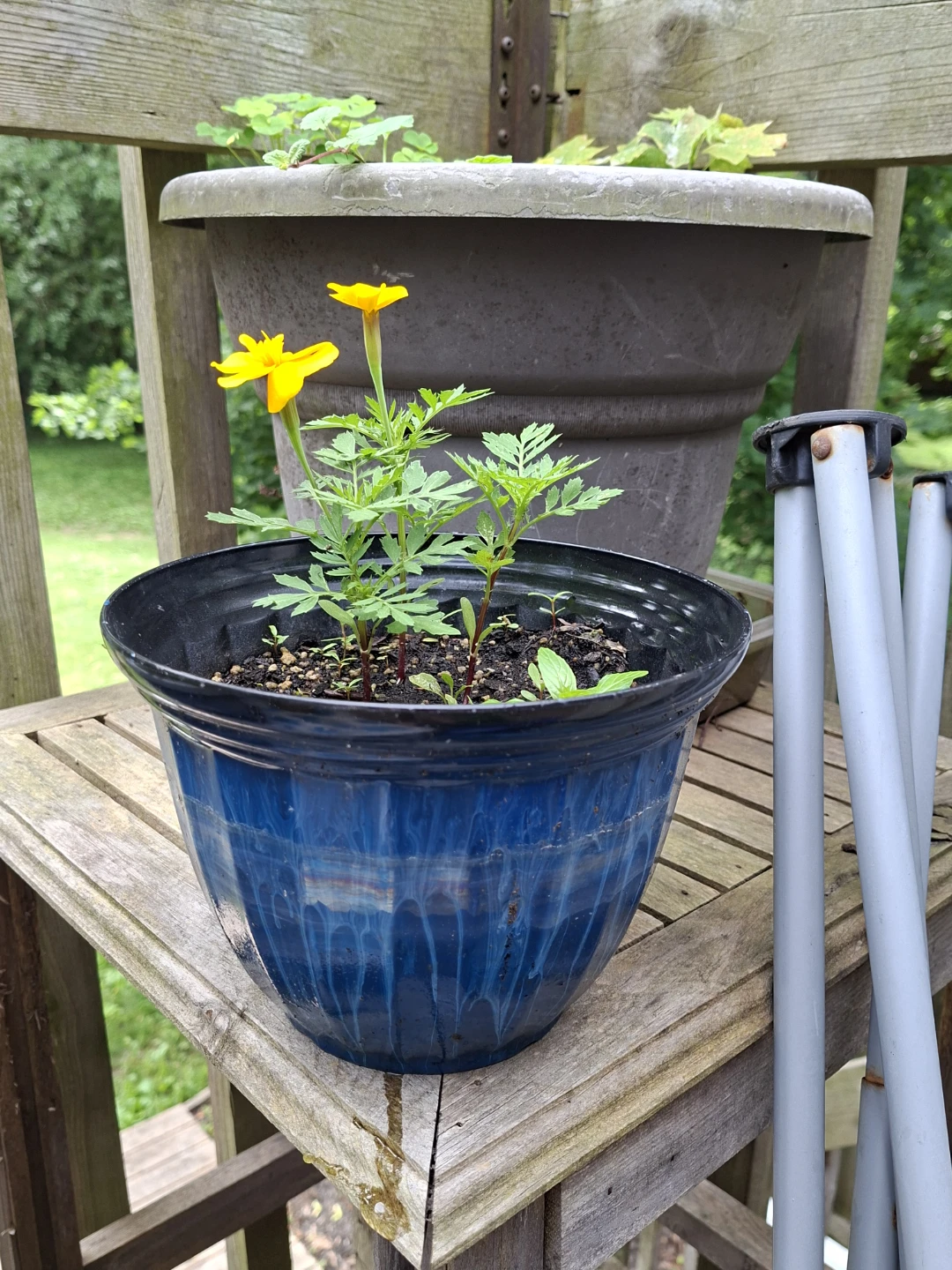 Blue Marigold Plant in Pot