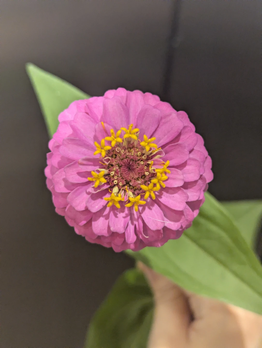 Pink Zinnia Flower Plant