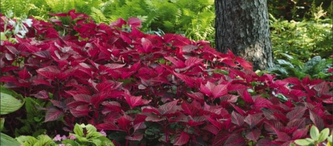 Iresine Bloodleaf Plant in nursery cup - photo 5