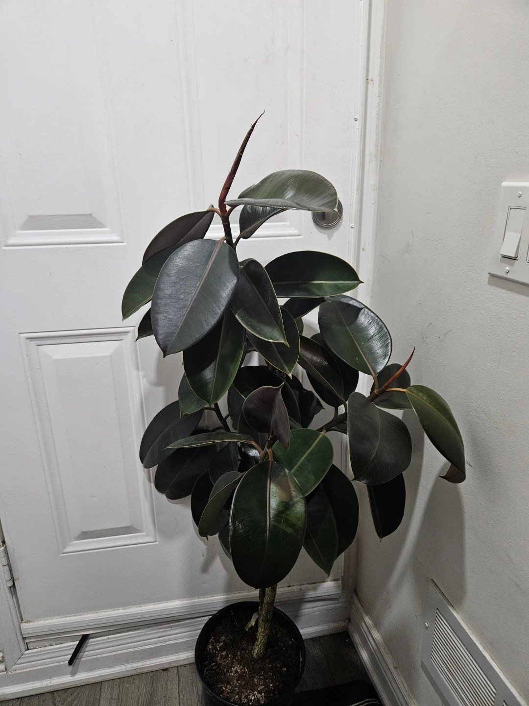 Rubber Plant standard - photo 2