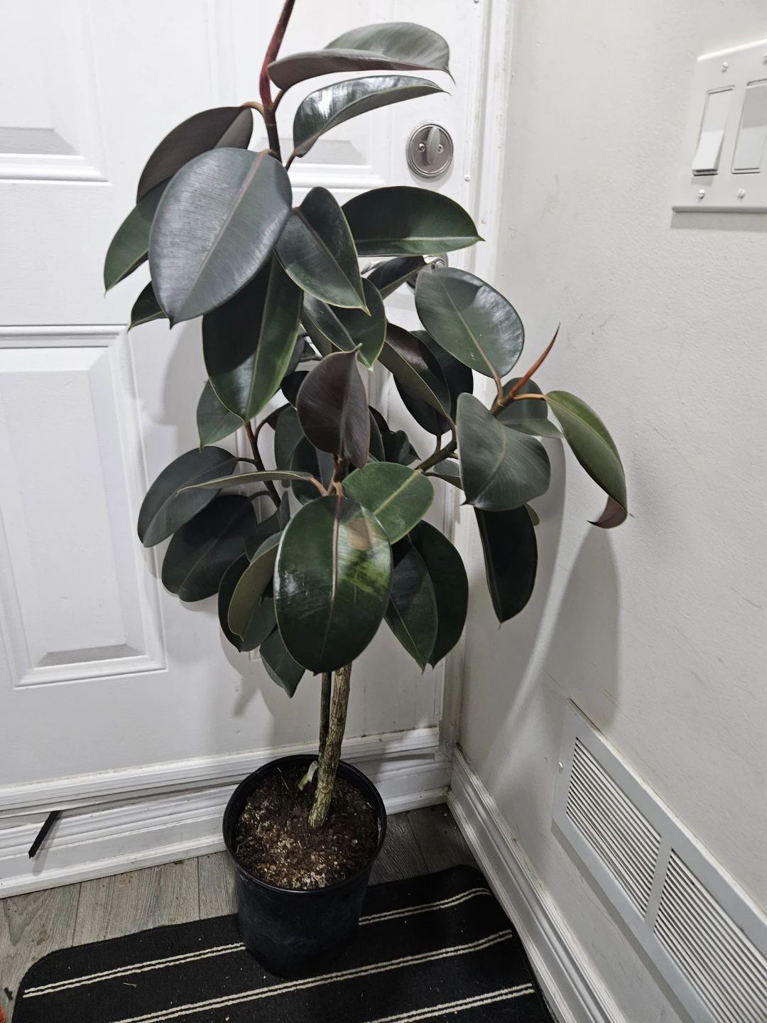 Rubber Plant standard - photo 4