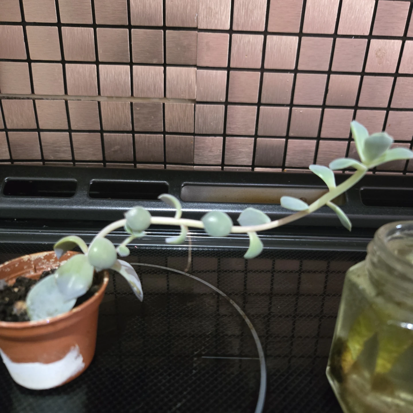 FREE Succulent Cuttings - photo 2