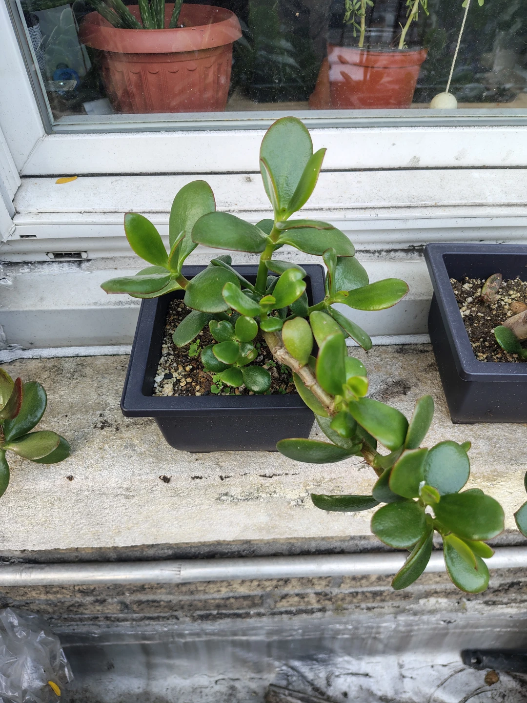 Jade Plant in Pot $13